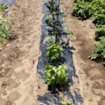 なす・ピーマン・シシトウ・唐辛子・鷹の爪・バジル