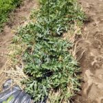 大玉小玉スイカ・モロヘイヤ