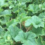 小玉スイカ？！