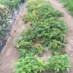 ジャガイモは残すところこの株だけ。