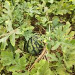 収穫した大玉スイカ