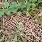 プリンスメロン