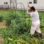 トマトの支柱建て