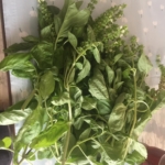 花が咲いてしまったバジル。でも新鮮。